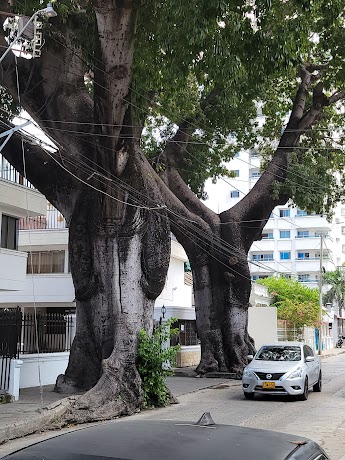Two Giant Elephant T · Cartagena de Indias