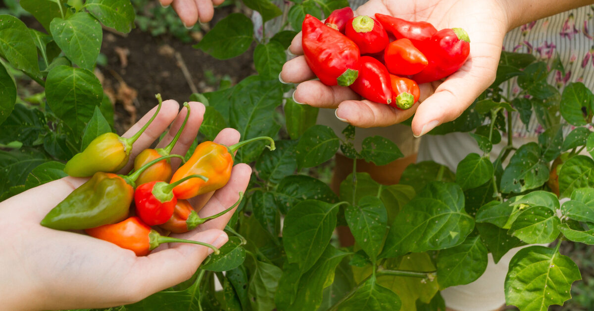 Sweet Peppers von Cartagena Green Hills - Premium Perennial Peppers