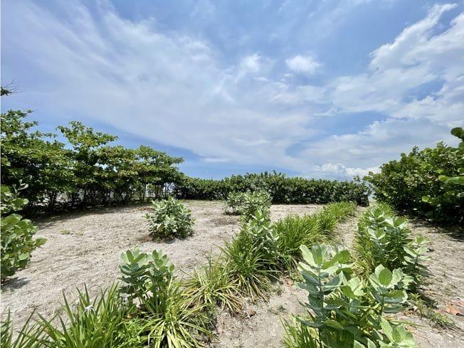 Lote en Venta Frente al Mar – Isla de Tierrabomba, Cartagena / Oceanfront Lot for Sale – Tierrabomba Island, Cartagena